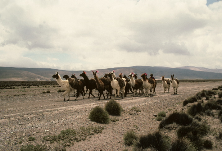 scan0217.jpg